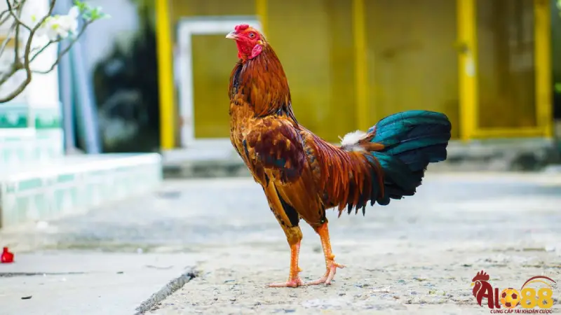 Những yếu tố nào quan trọng khi chọn gà tre đá cựa