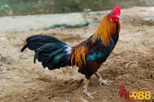 Màu sắc của lông và mắt của gà tre đá cựa