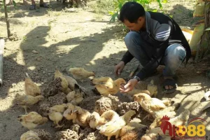 Chọn thức ăn nuôi mối đất