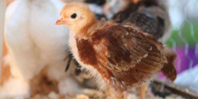 Cho gà chọi uống nước đường có tốt không? Hướng dẫn uống đúng cách 3 Chú ý về liều lượng nước đường đối với gà chọi con