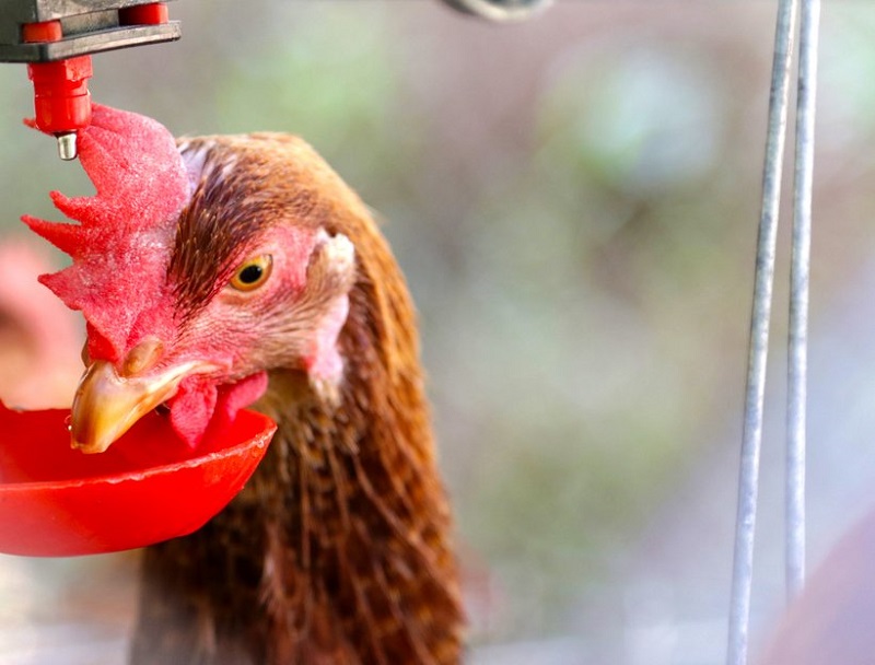 Cho gà chọi uống nước đường có tốt không? Hướng dẫn uống đúng cách 4 Sư kê cần lưu ý một vài điều khi cho gà chọi uống nước đường