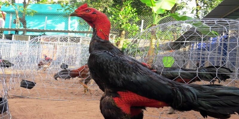 Bạn nên nắm bí quyết giúp gà lông lỡ nhanh phát triển