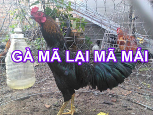ga choi ma lai 3 1