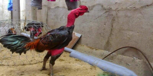 Gà chọi có đôi chân chì là chiến kê thi đấu rất ấn tượng