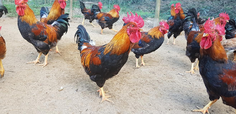 Dùng thuốc chữa cho gà đá bị kén mép