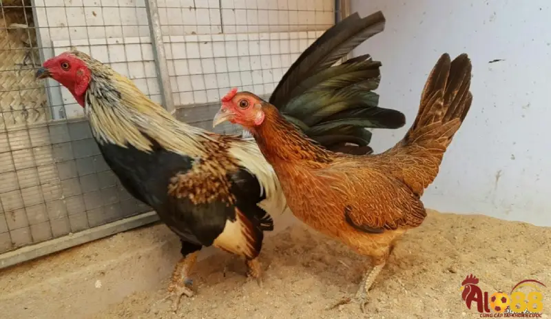 Những điểm khác biệt trong chân chiến kê vảy rồng