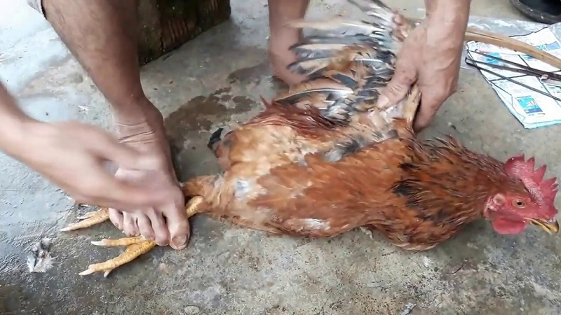 Lý do cần tiến hành thiến gà đá đúng kỹ thuật