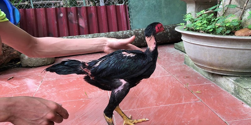 Tiếng lóng trong đá gà để nhận xét trận đấu