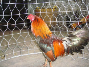 Xác định chạng gà là vấn đề mà các sư kê cần phải nắm