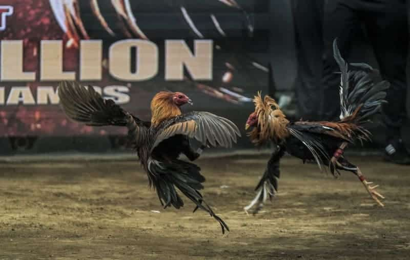 Tuyển gà chọi Bắc Giang dựa theo vóc dáng của gà chiến