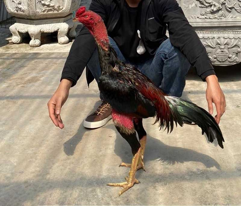 Đặc điểm riêng biệt của gà chọi Bắc Giang